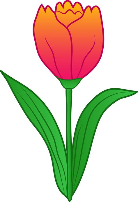 Tulip Flower Outline Designs Clipart Best