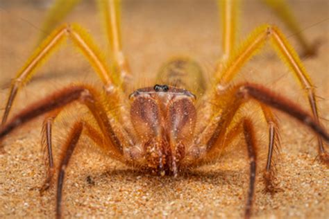 15 Biggest Spiders In The World Parade Pets