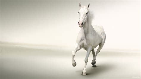 Free Download White Horse Running White Background Hd Wallpaper