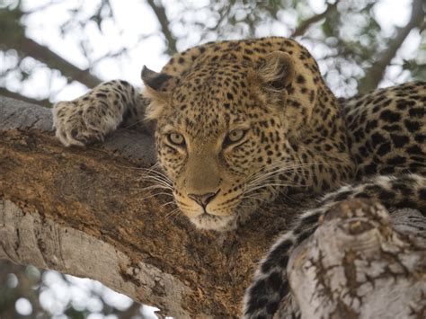 Close Up Of A Leopard Panthera Pardus On A Tree Linyanti Concession
