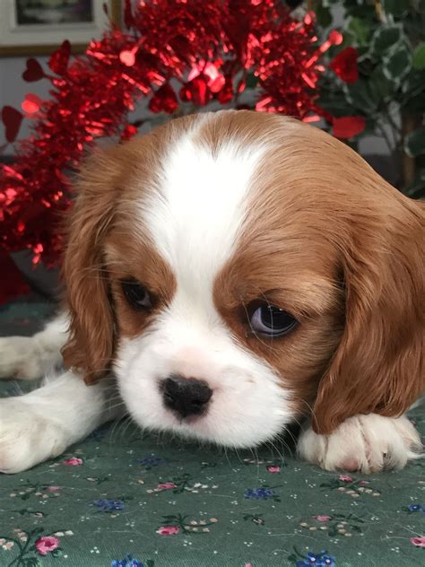 The cavalier king charles spaniel wears his connection to british history in his breed's name. Cavalier King Charles spaniel | King charles dog, King ...
