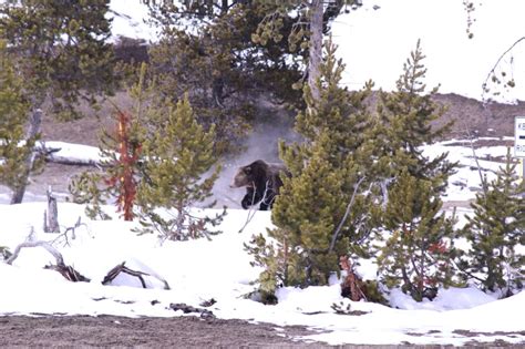 Grizzly Bears Waking Up In Yellowstone Park Montana Hunting And