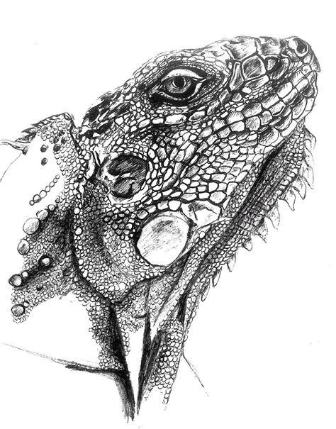 Lizard Drawing Sketch Pencil Lizard Pencil Drawings Animal Drawings