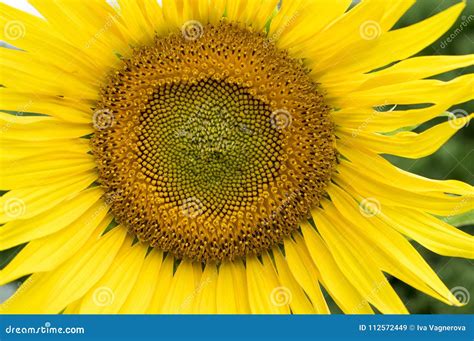 Helianthus Annuus O Girassol Comum Na Flor Imagem De Stock Imagem De