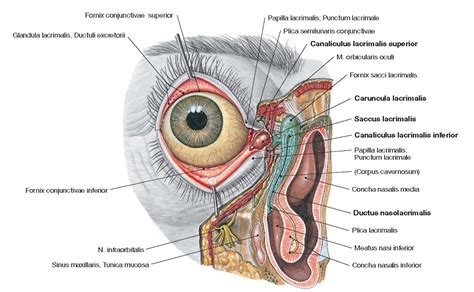 Lacrimal Apparatus Anatomy Wikitomy