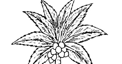 contoh gambar mewarnai gambar pohon kurma kataucap