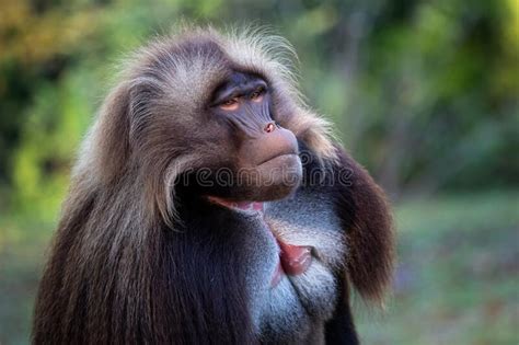 Alpha Male Of Gelada Baboon Theropithecus Gelada Beautiful Ground Primate Stock Image Image