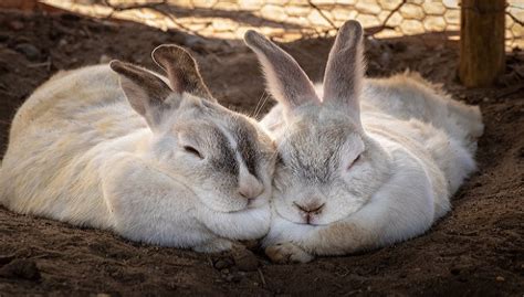 Flemish Giant Rabbit Behave Breeding Food And Care