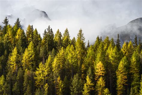 Fall Colours And Fog An Alpine Larch Tree Forest In Autumn Nio Photography