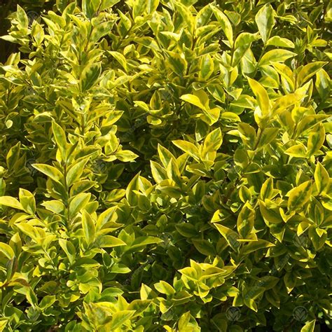Ligustrum Ovalifolium Aureum Golden Privet Bare Root Hedge Hedging