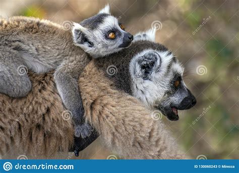 Ring Tailed Lemur Kata Close Up Ring Tailed Lemur Baby And Mother