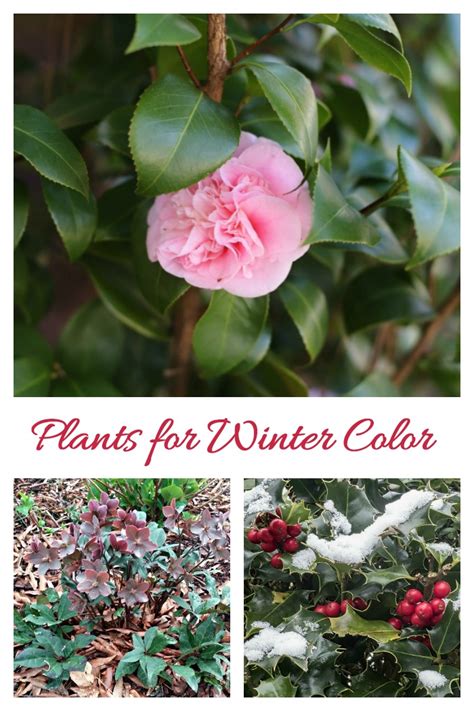 Winter Flowering Plants For Cold Weather Color The Gardening Cook