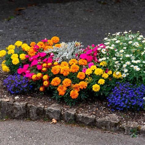 Best spring flowers for full sun. Our Favorite Flower Bed Ideas for Full Sun in 2020 ...