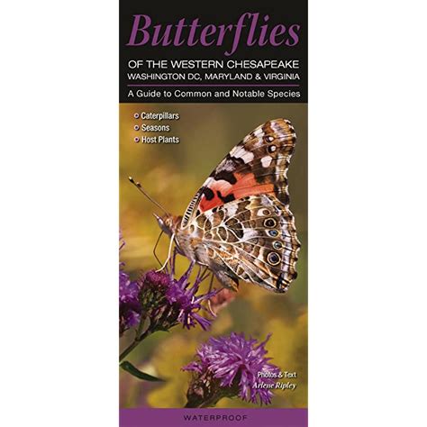 Buy Butterflies Of The Western Chesapeake Washington Dc Maryland