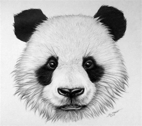 Panda Bear Drawing By Lethalchris On Deviantart Panda Sketch Panda