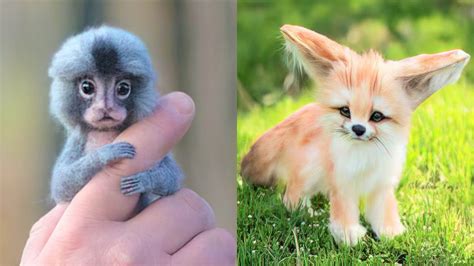 15 Cutest Exotic Animals You Can Own As Pets Youtube
