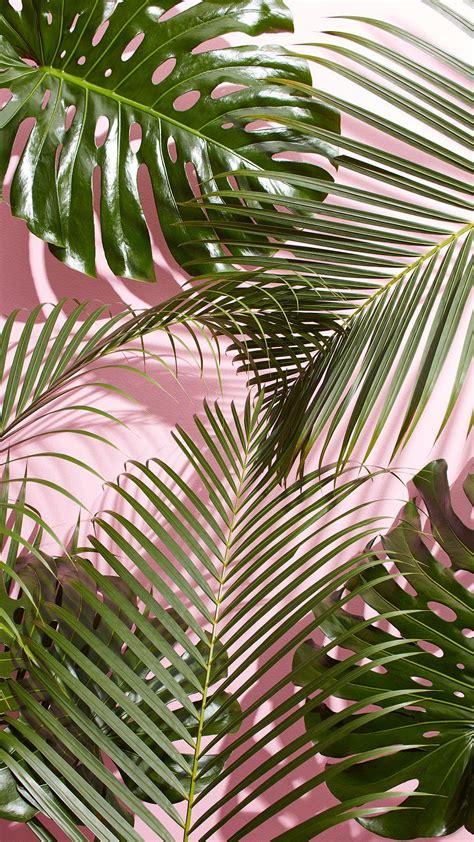 Aesthetic Palm Leaves Wallpapers Top Những Hình Ảnh Đẹp