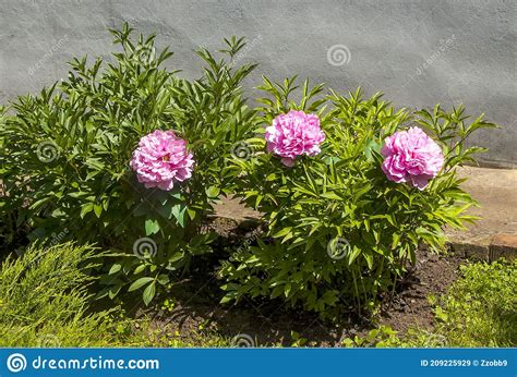 Pink Peony Lat Paeonia In The Garden Stock Image Image Of Bright