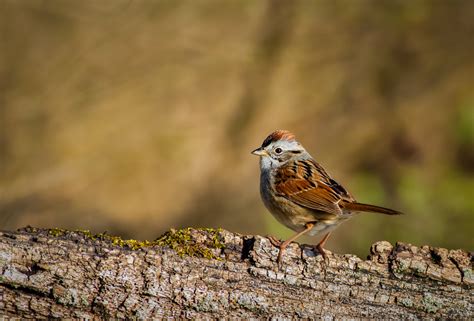 Troy Marcy Photography Posing Swamp Sparrow