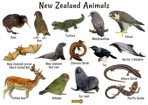 New Zealand Animals List Conservation Pictures