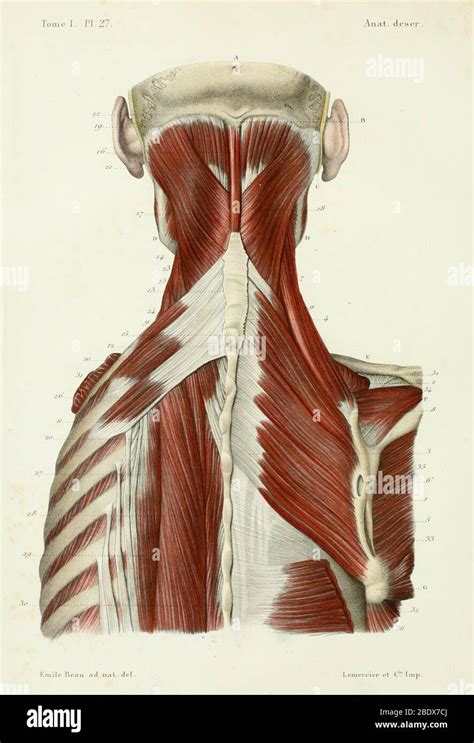 Transversospinales Muscles Hi Res Stock Photography And Images Alamy