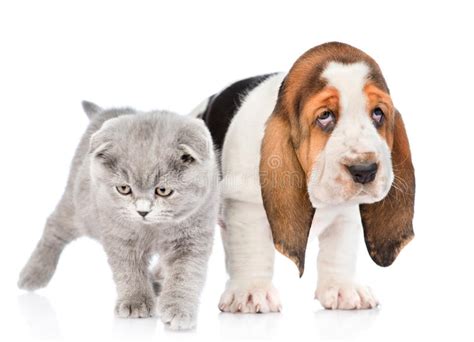 Gray Kitten Sitting With Basset Hound Puppy Isolated On White Stock
