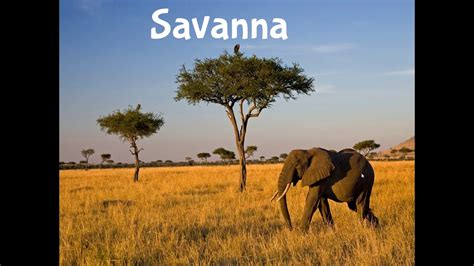 Tropical Savanna Grasslands Biome Project