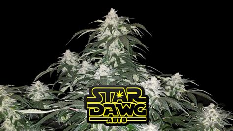 Stardawg Auto Cannabis Strain Week By Week Guide Fast Buds