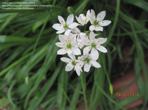 External floral segments longer than inner ones; Plant Identification: CLOSED: White Flowering Grass-Like ...
