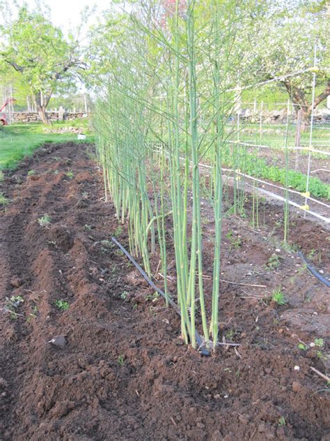 Growing Vegetables Asparagus Fact Sheet Extension