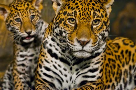 Jaguar Cubs Stock Image Image Of Nature Asia Forest 29253371