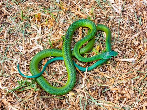 Western Natal Green Snake Philothamnus Occidentalis From Western Cape