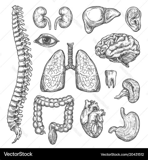 Human Organs Sketch Body Anatomy Icons Royalty Free Vector My XXX Hot Girl