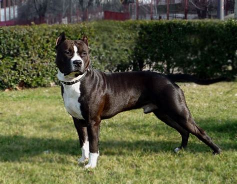 American Staffordshire Terrier - All About Dogs