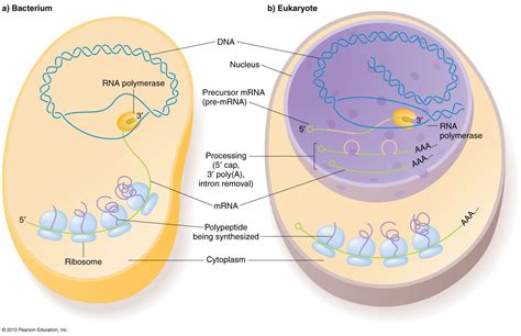 Great Location Visual Rna Dna Within The Cell Eukaryotic Cell