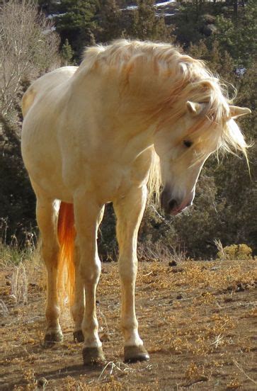 Wjf Andalusians Horses Stallions Honroso Most Beautiful Animals