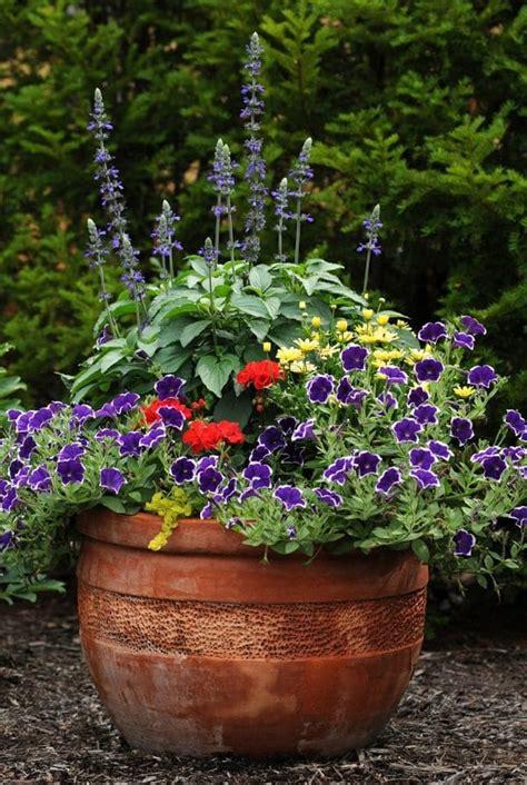 Maybe you would like to learn more about one of these? Best Blue Flowers To Grow In Containers | Balcony Garden Web