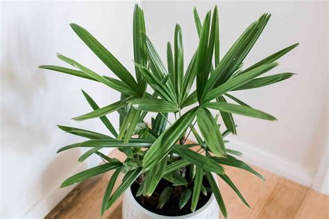 Lady Palm Indoor Plant Care And Growing Guide