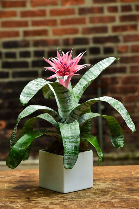 Aechmea Bromeliad Urn Plant Silver Vase Bromeliad A Single Aechmea