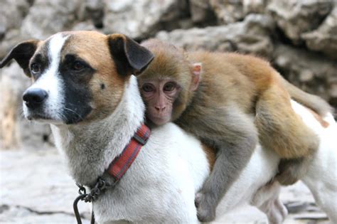 Dog And Monkey Photos Animal Odd Couples Ny Daily News