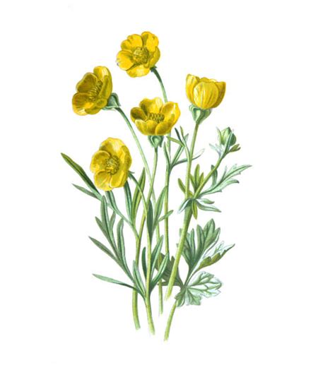 Buttercup Flower Drawing Illustrations Royalty Free Vector Graphics