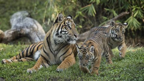 Wildlife Wednesday Critically Endangered Sumatran Tiger Cubs Arrive At