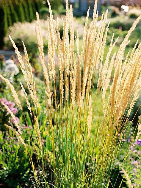 Ornamental Grass Some Of My Favorite Ornamental Grasses My Xxx Hot Girl