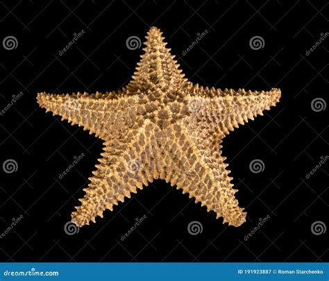 Brown Starfish Isolated On Black Background Close Up Stock Image