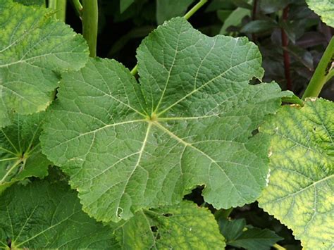 Hollyhock Facts And Health Benefits