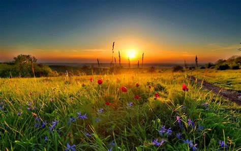 Meadow Green Grass And Red Poppies Sunset