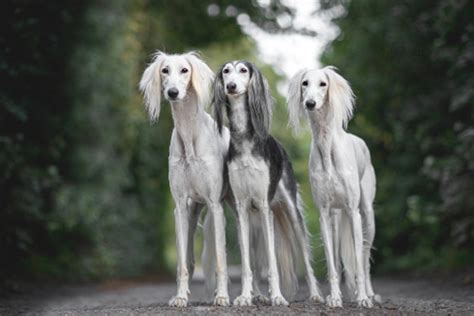 Saluki Dogs Breed Facts Information And Advice Pets4homes