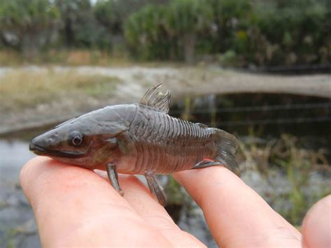 Micro Fishing In Southern Florida