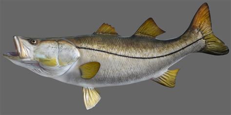 48 Inch Snook Pacific Black Fish Mounts Official Site