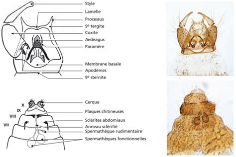 Entomologie Médicale Et Vétérinaire Chapitre 14 Les Culicoïdes